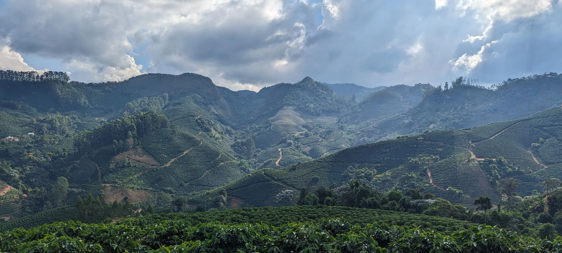 Paysage de plantation de café en montagne, avec des caféiers cultivés en terrasses sur des collines verdoyantes. Les rangées régulières de caféiers épousent le relief escarpé, typique des zones de culture du café d’altitude, favorables à la production de café de spécialité. À l’arrière-plan, des massifs montagneux couverts de végétation et un ciel partiellement nuageux soulignent l’environnement naturel et le terroir dans lequel le café est cultivé. Cette image illustre le lien entre altitude, climat, biodiversité et qualité aromatique du café, depuis la plantation jusqu’à la tasse.